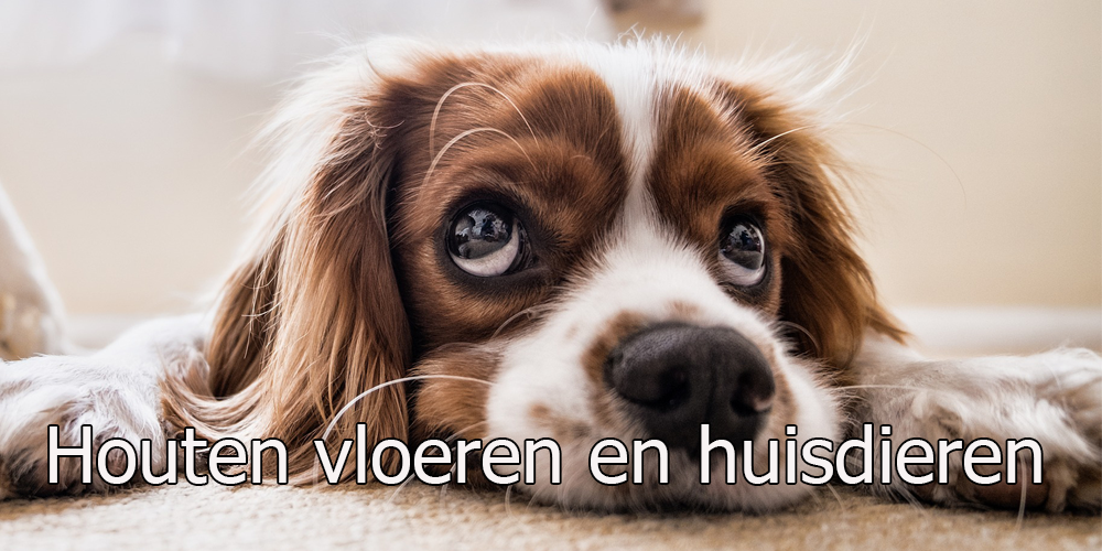 huisdieren en houten vloeren