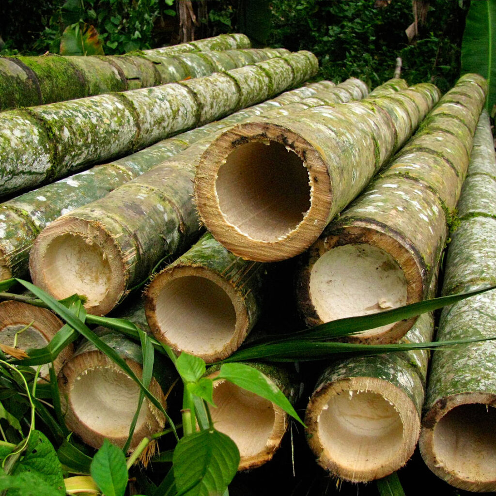 bamboe stammen china